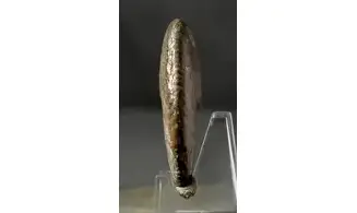 Tragophylloceras undulatum