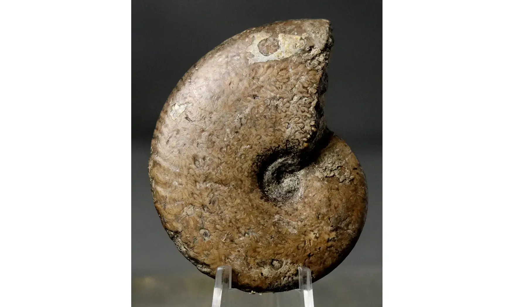 Tragophylloceras undulatum