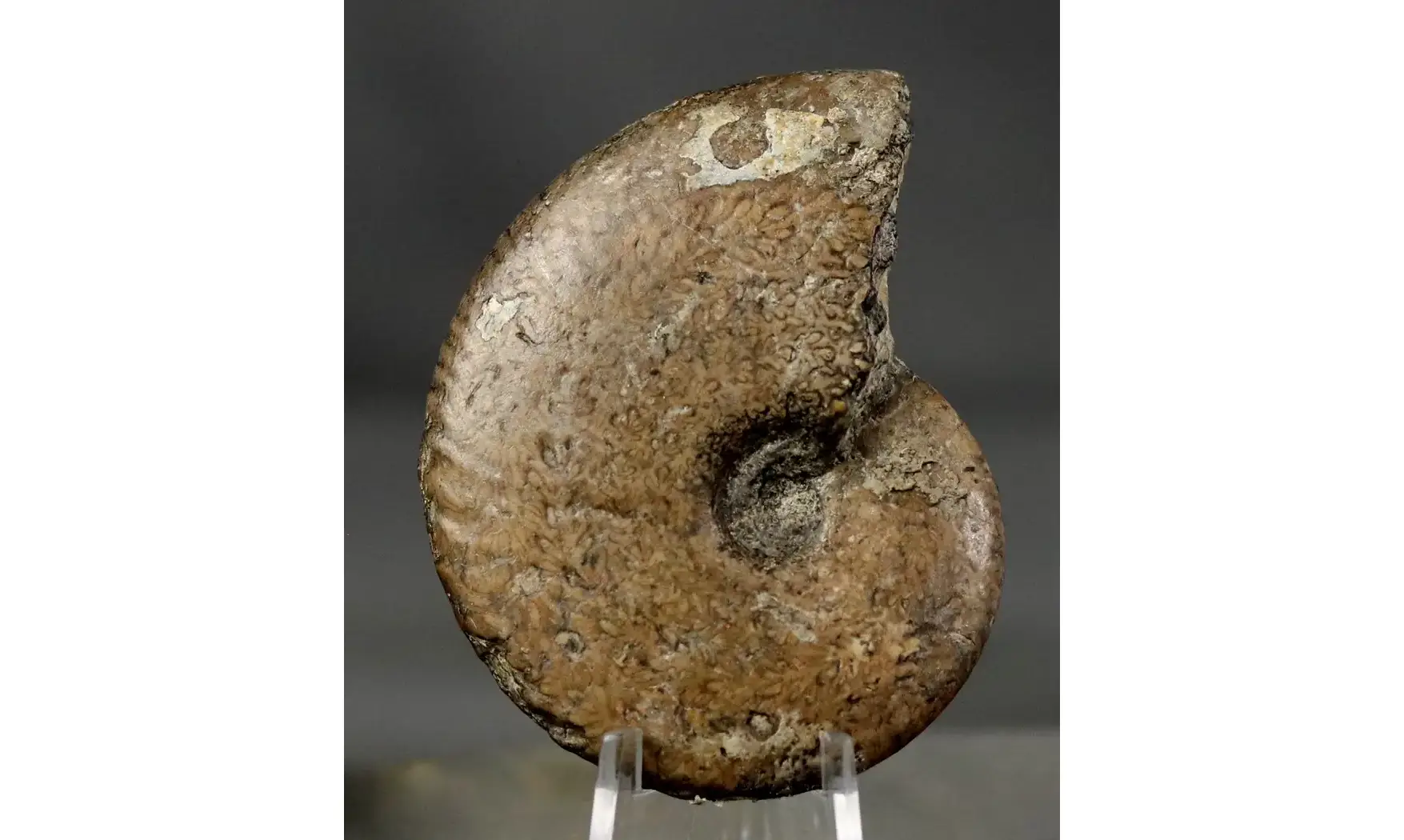 Tragophylloceras undulatum