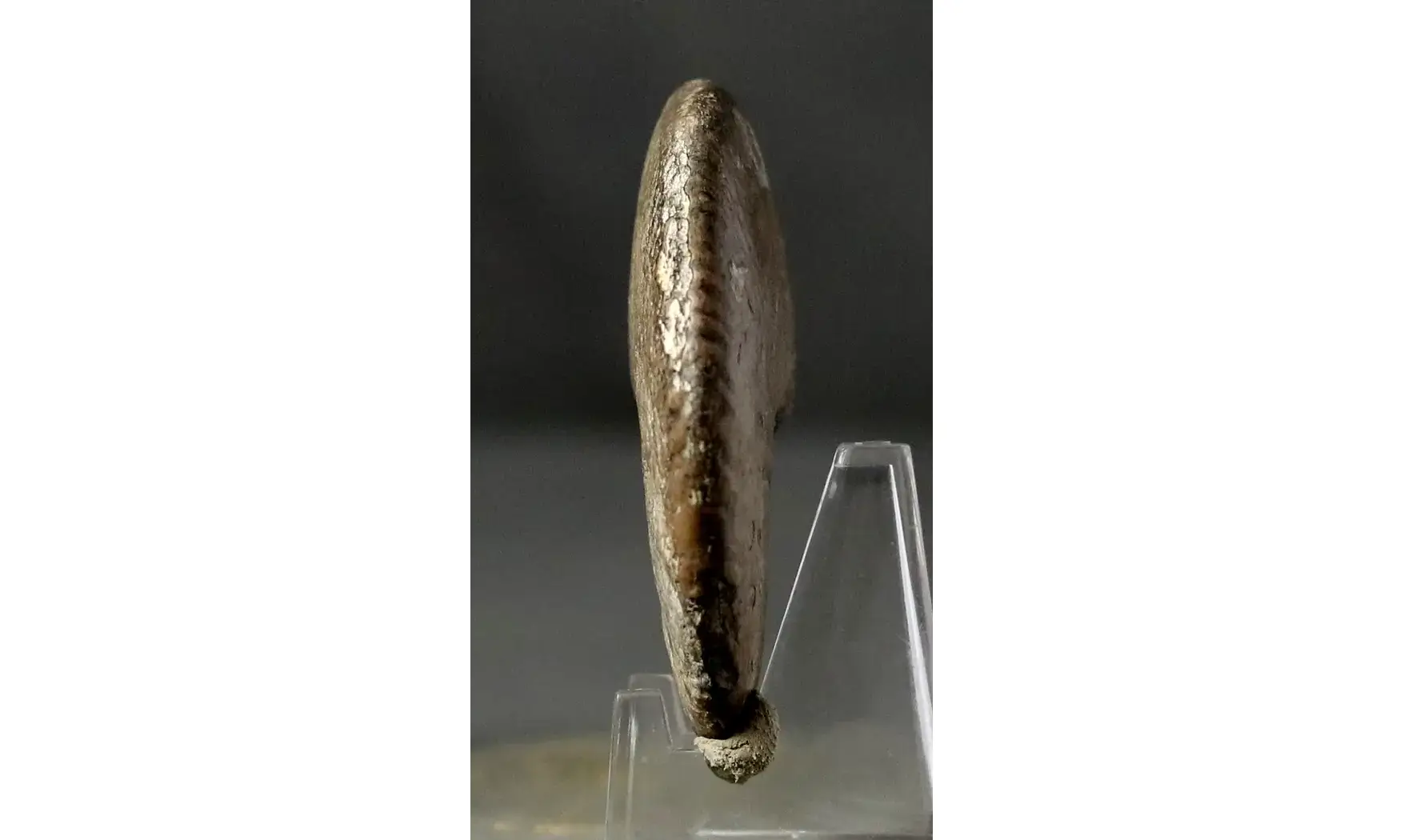 Tragophylloceras undulatum