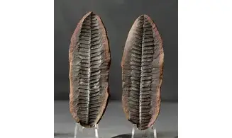 Neuropteris ovata typica