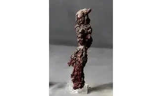 Crotte fossilisée