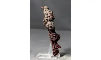 Crotte fossilisée