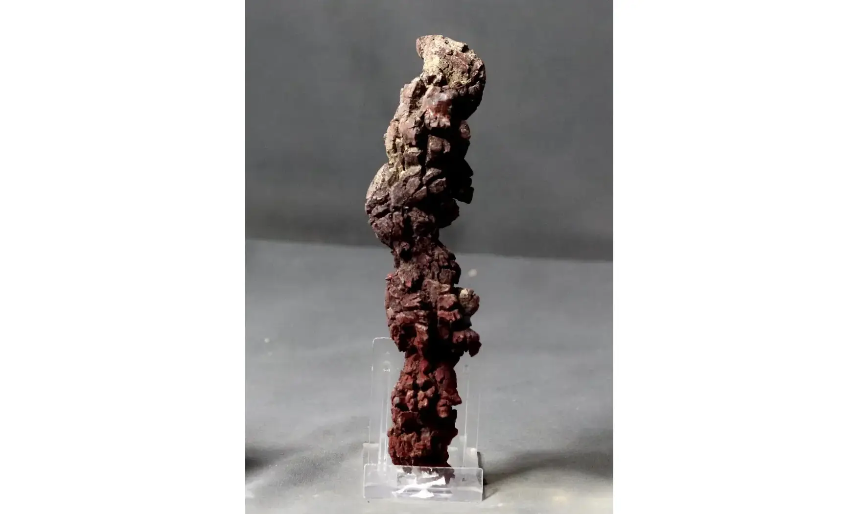 Crotte fossilisée