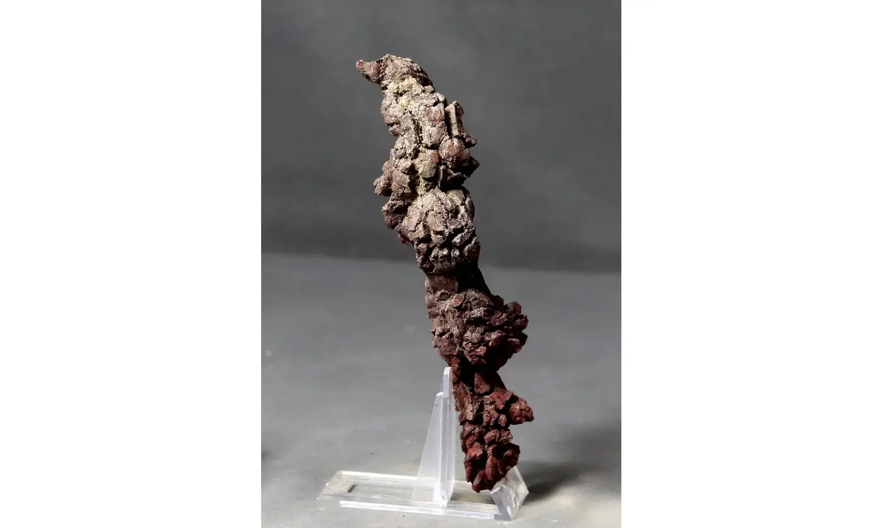 Crotte fossilisée