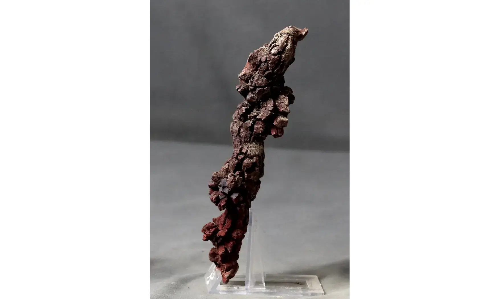 Crotte fossilisée