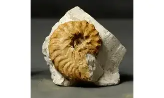 Hyphoplites curvatus