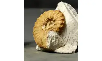 Hyphoplites curvatus