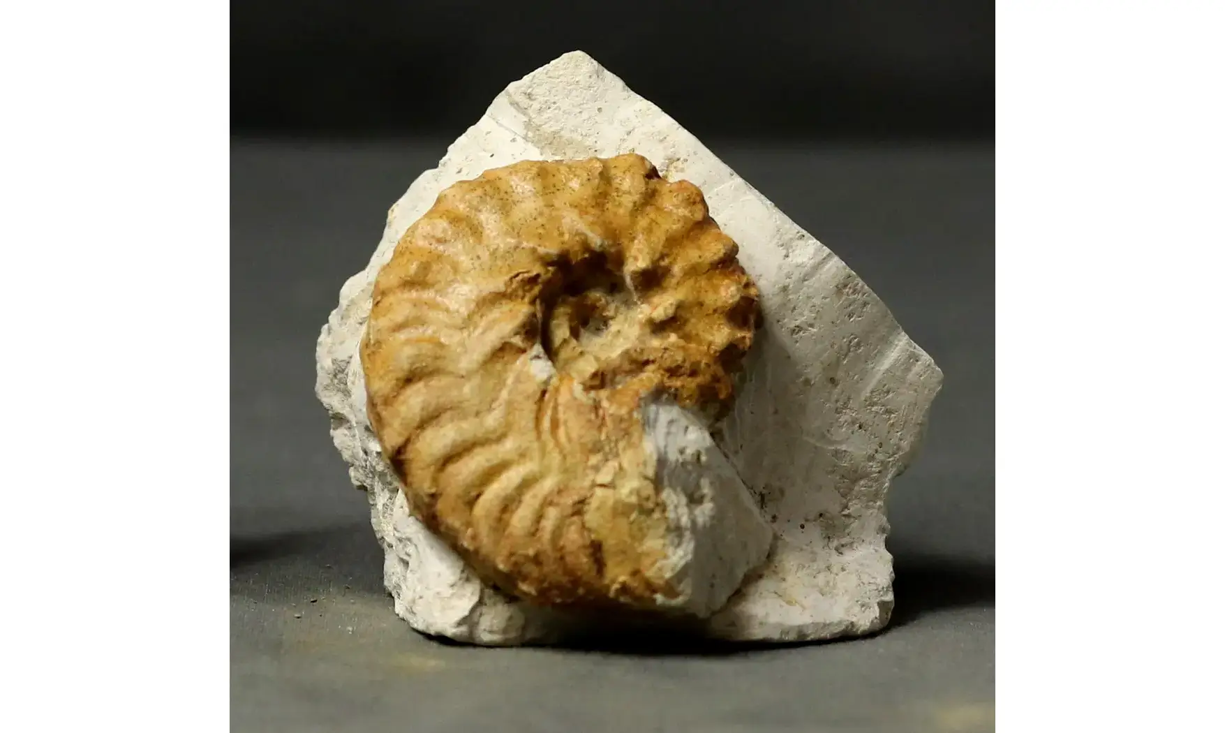 Hyphoplites curvatus