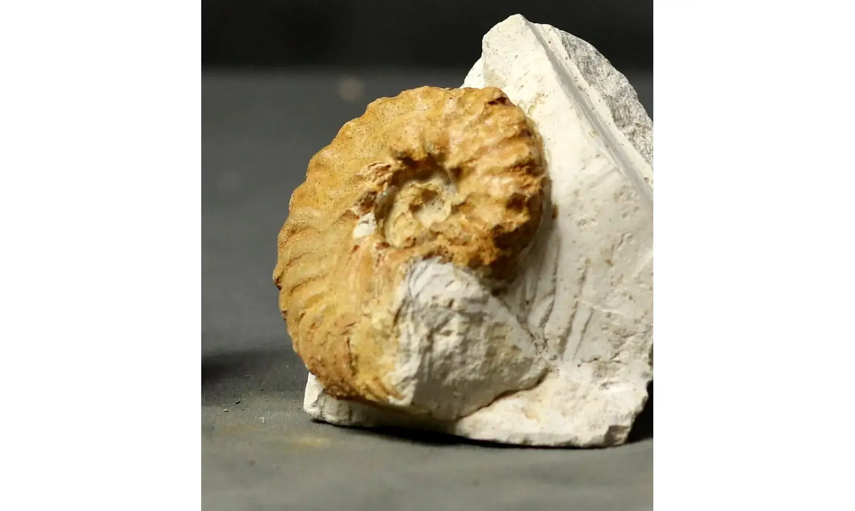 Hyphoplites curvatus