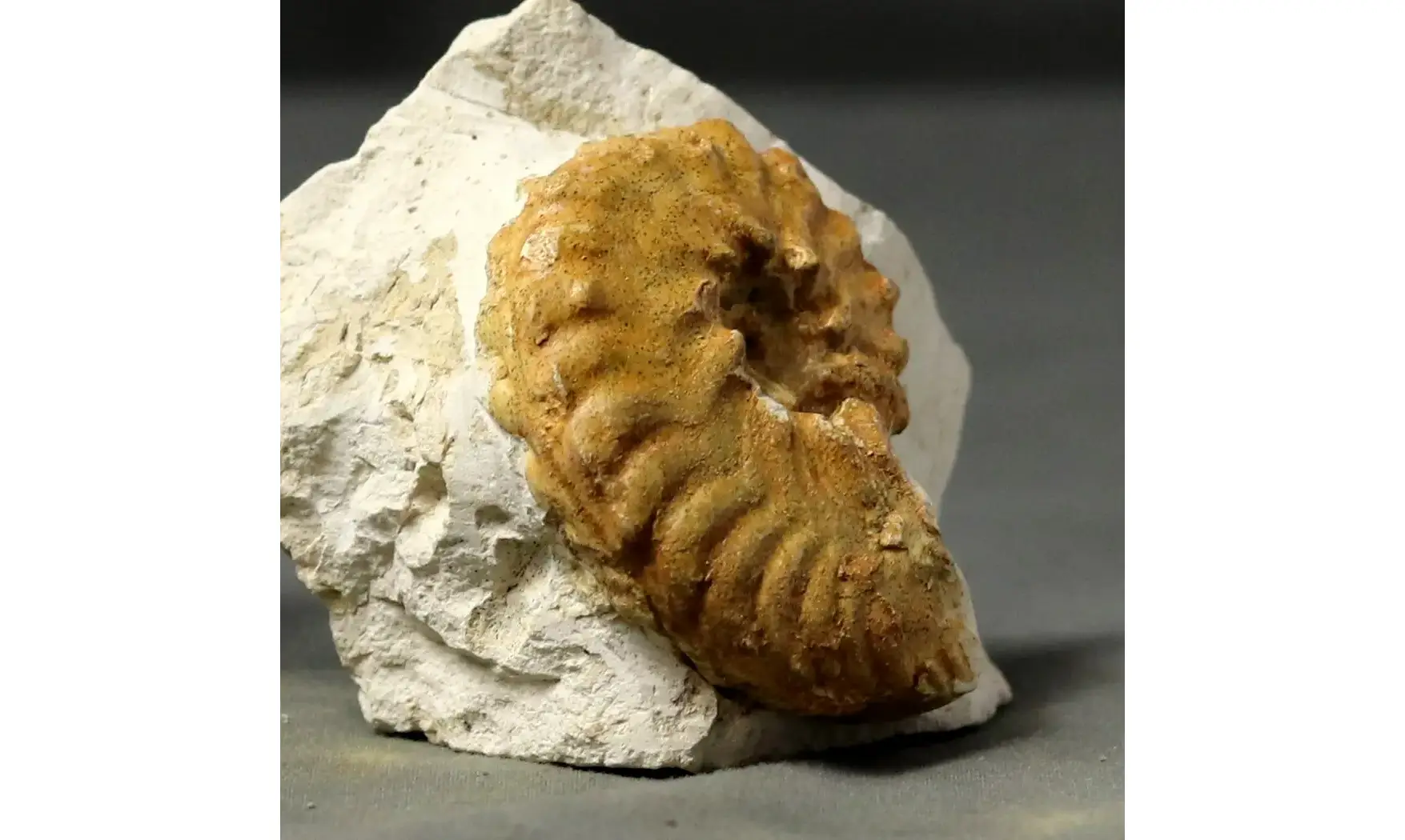 Hyphoplites curvatus