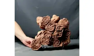 Stromatolite