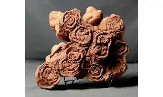 Stromatolite