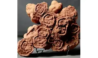 Stromatolite