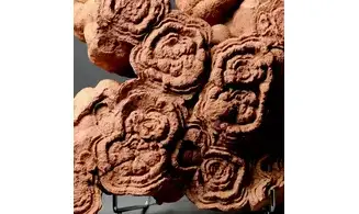 Stromatolite