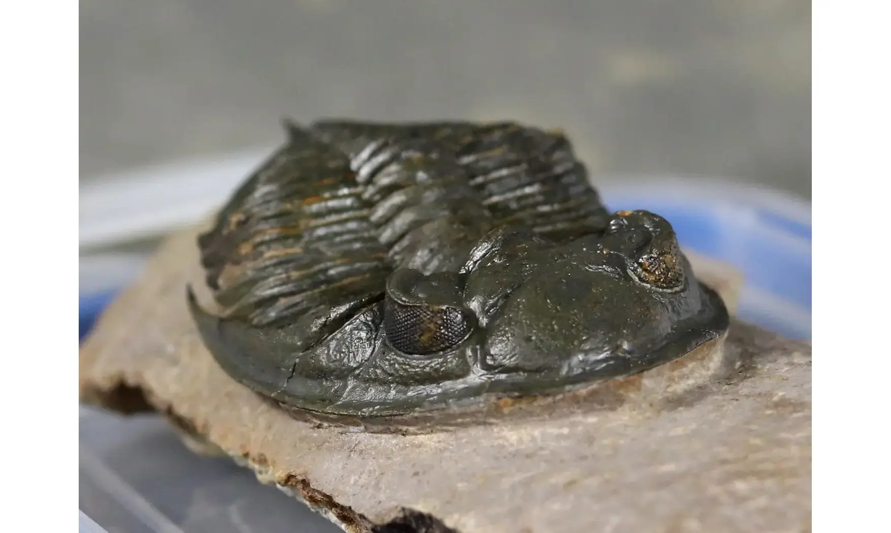 Zlichovaspis rugosa