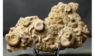 Dactylioceras commune