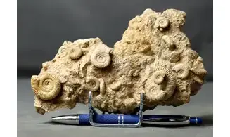 Dactylioceras commune