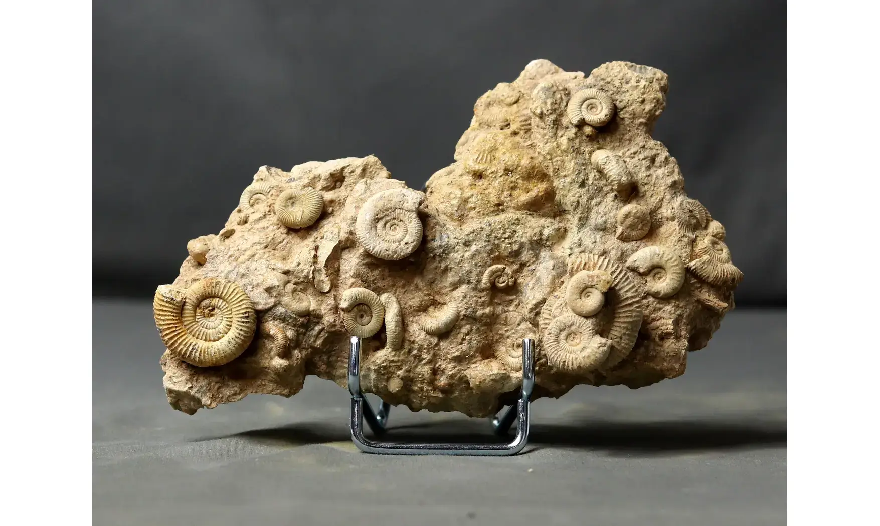 Dactylioceras commune