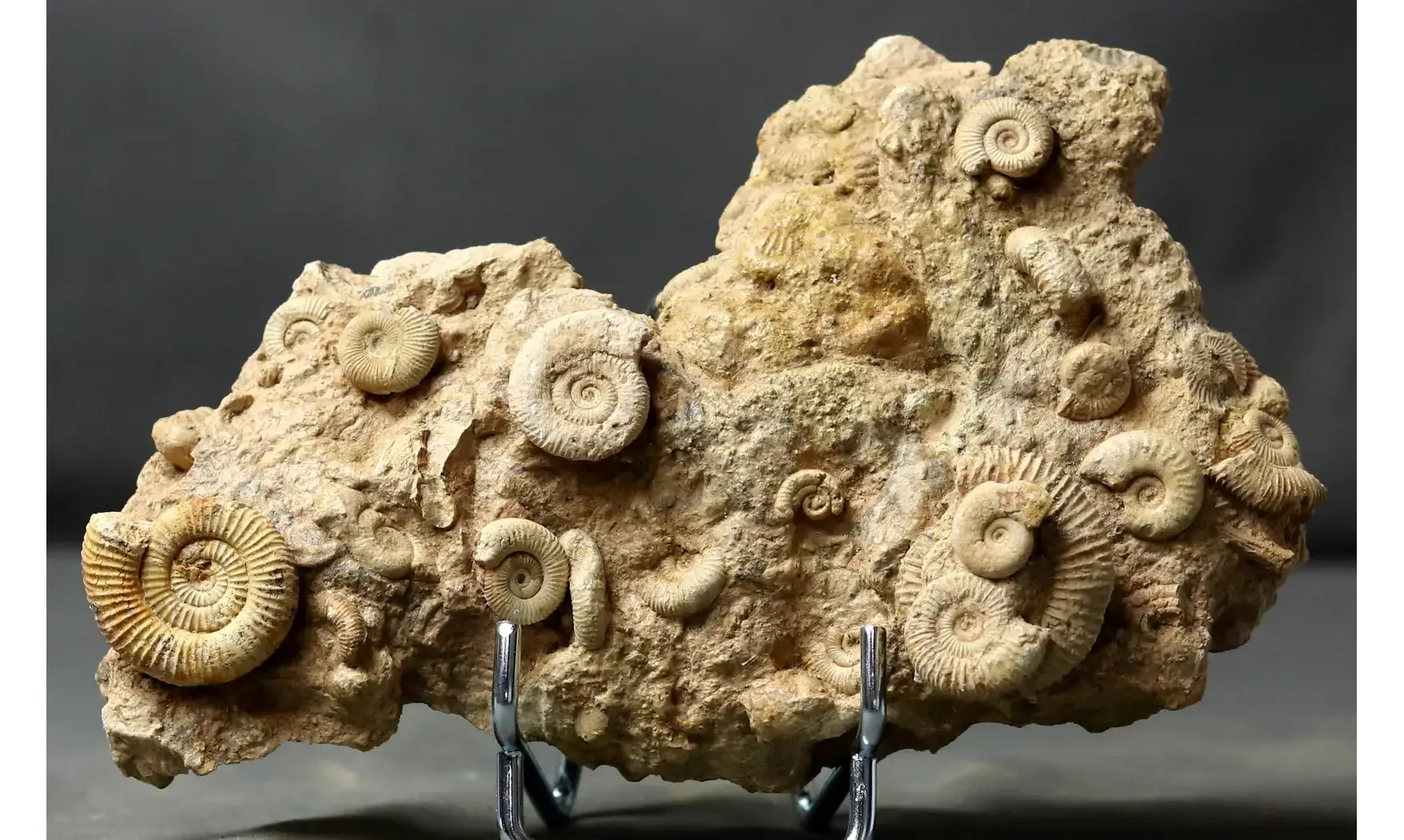 Dactylioceras commune