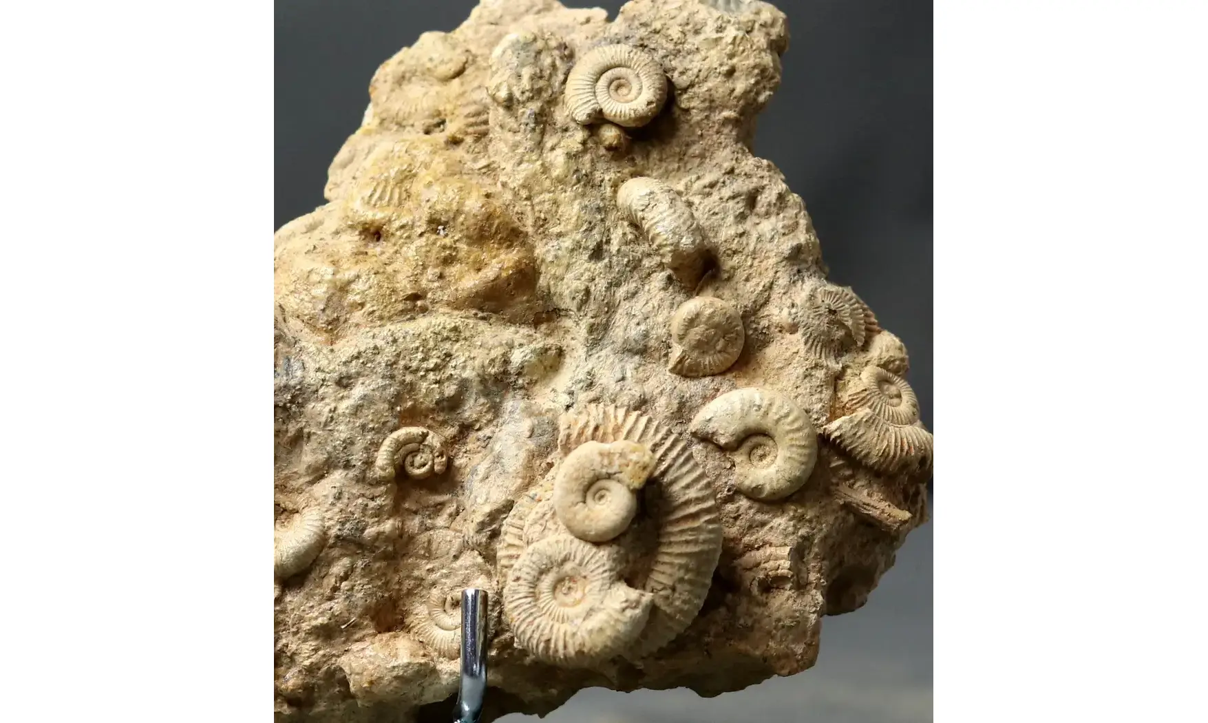 Dactylioceras commune