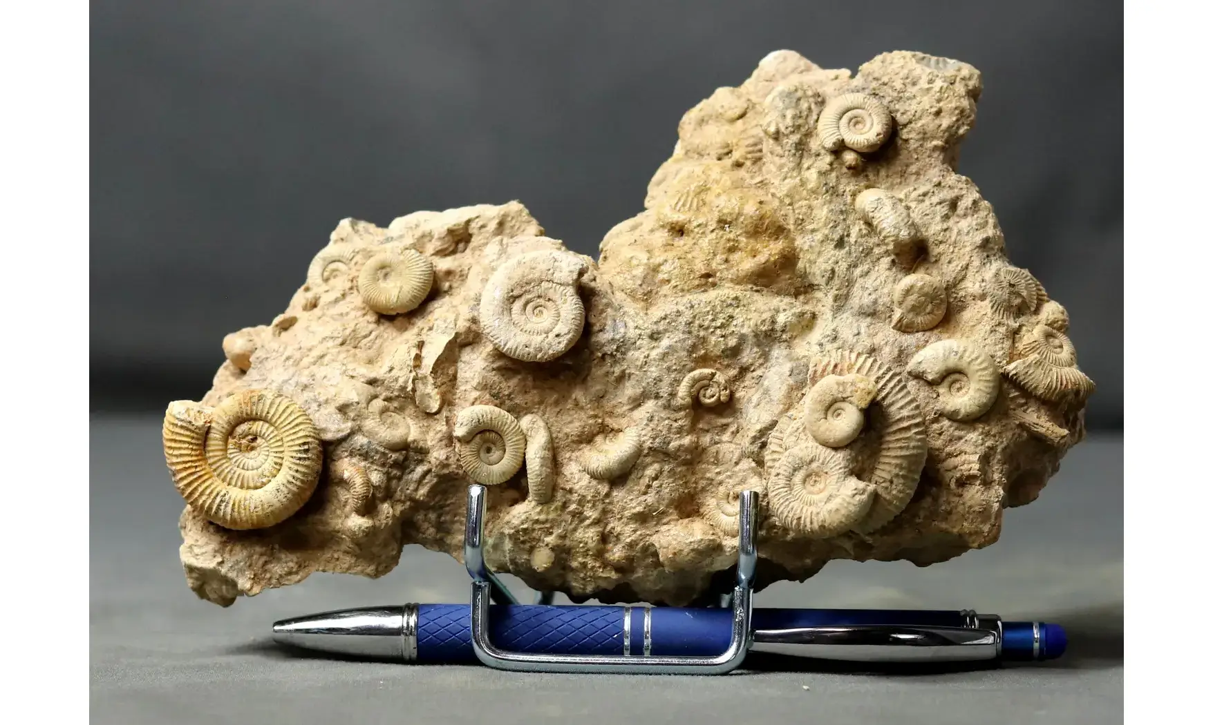 Dactylioceras commune