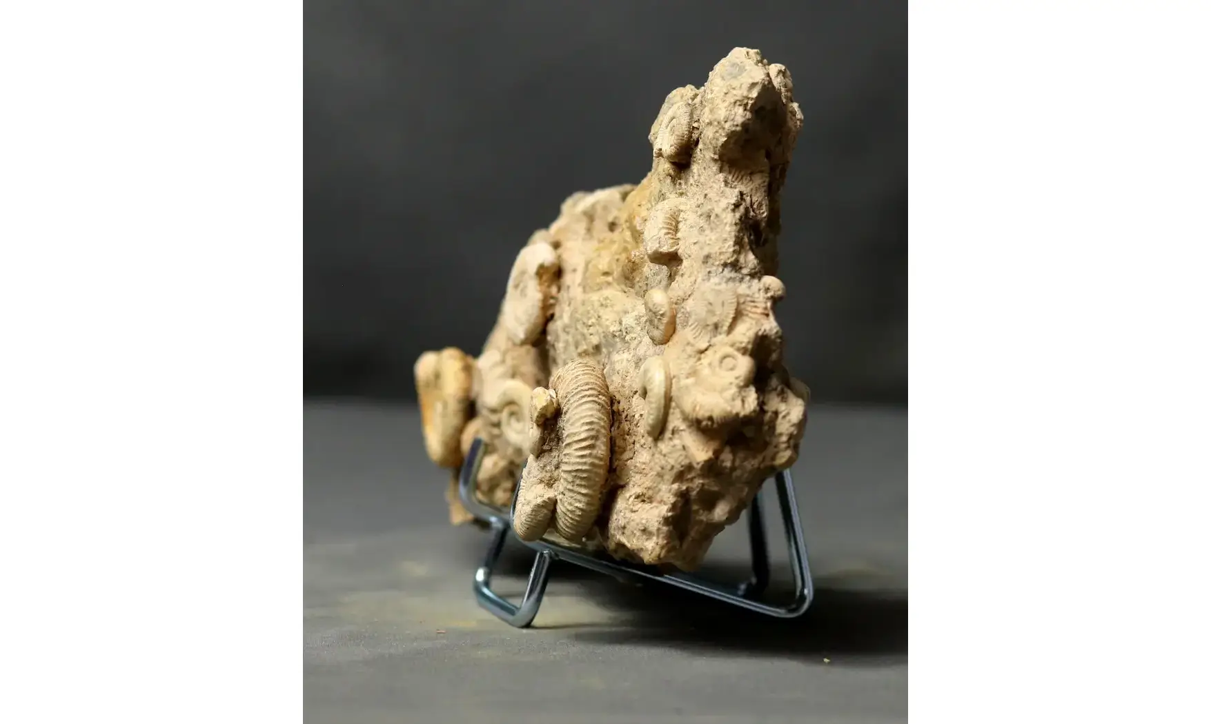 Dactylioceras commune