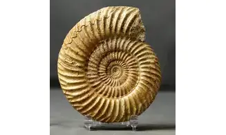 Parkinsonia parkinsoni
