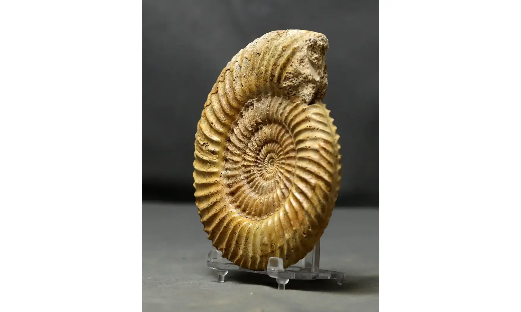 Parkinsonia parkinsoni
