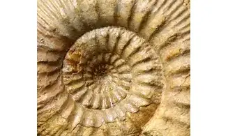 Stephanoceras humphrisianum