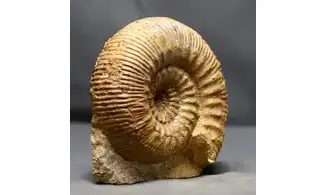 Stephanoceras humphrisianum