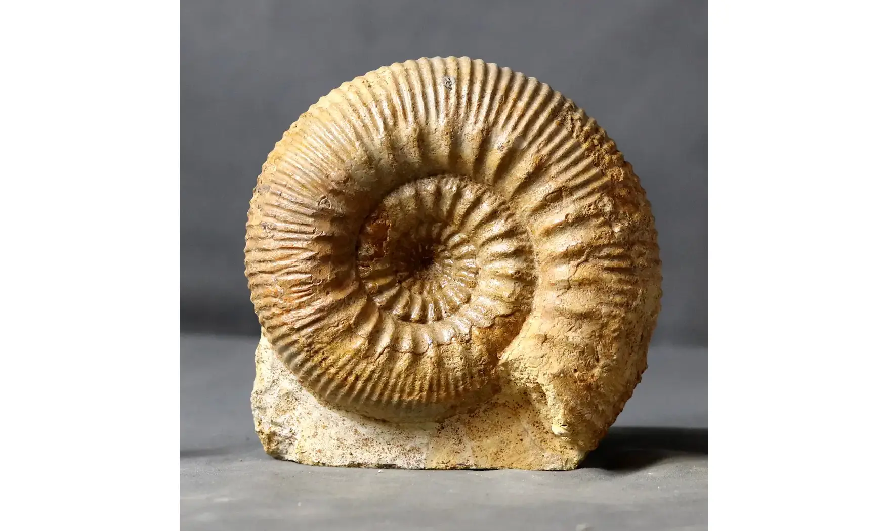 Stephanoceras humphrisianum