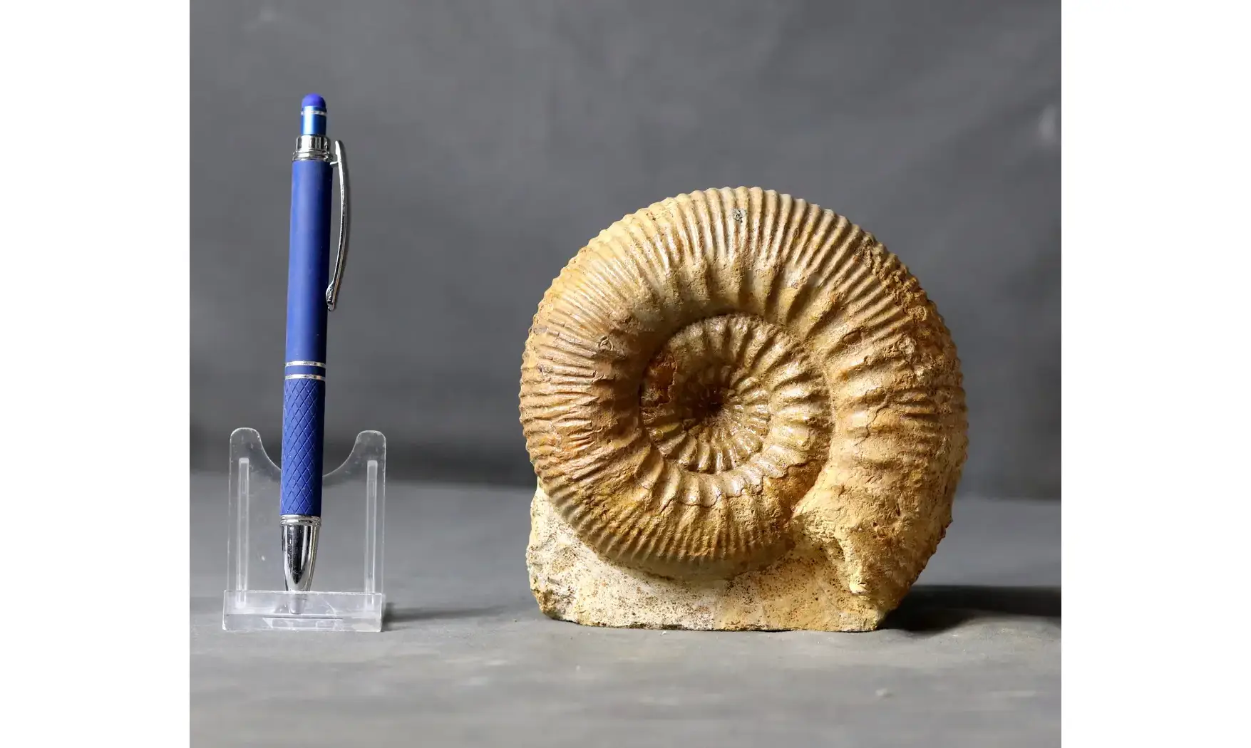 Stephanoceras humphrisianum