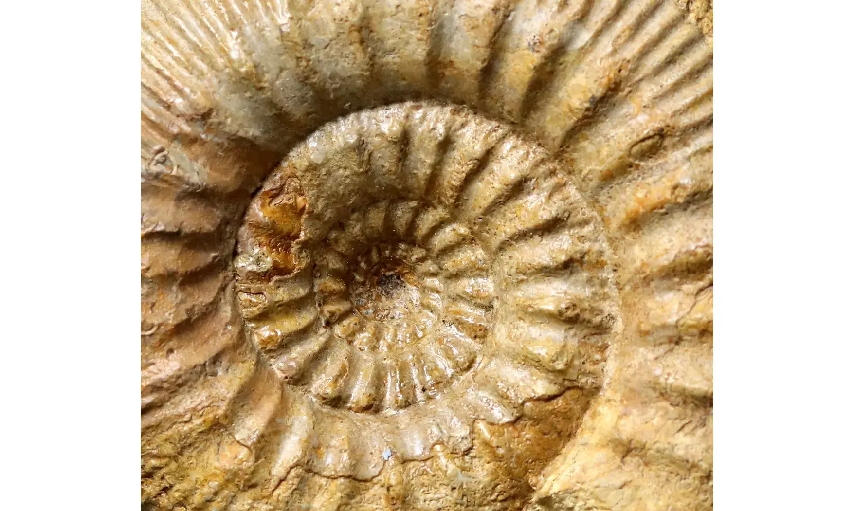 Stephanoceras humphrisianum