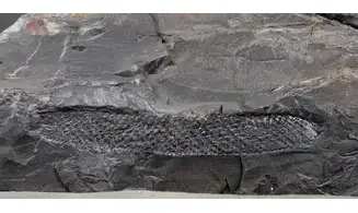 Macrostachya infundubiliformis