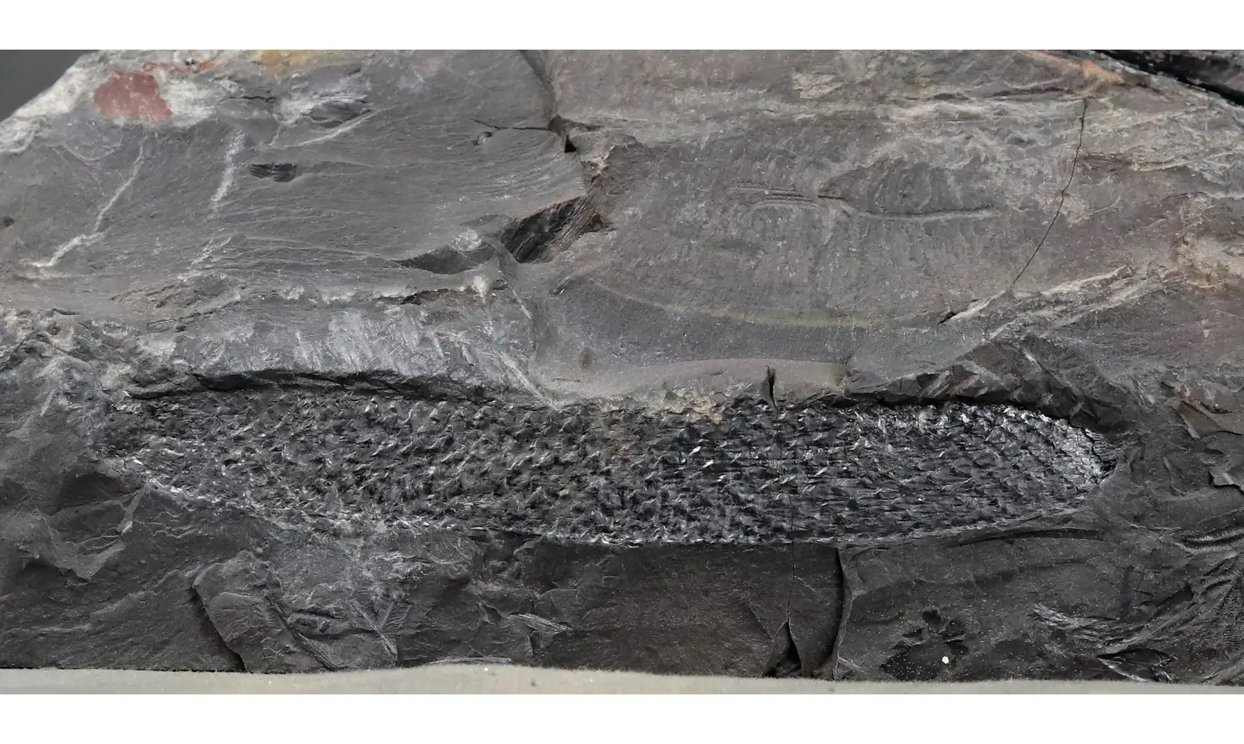 Macrostachya infundubiliformis