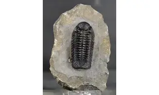 Adrisiops weugi