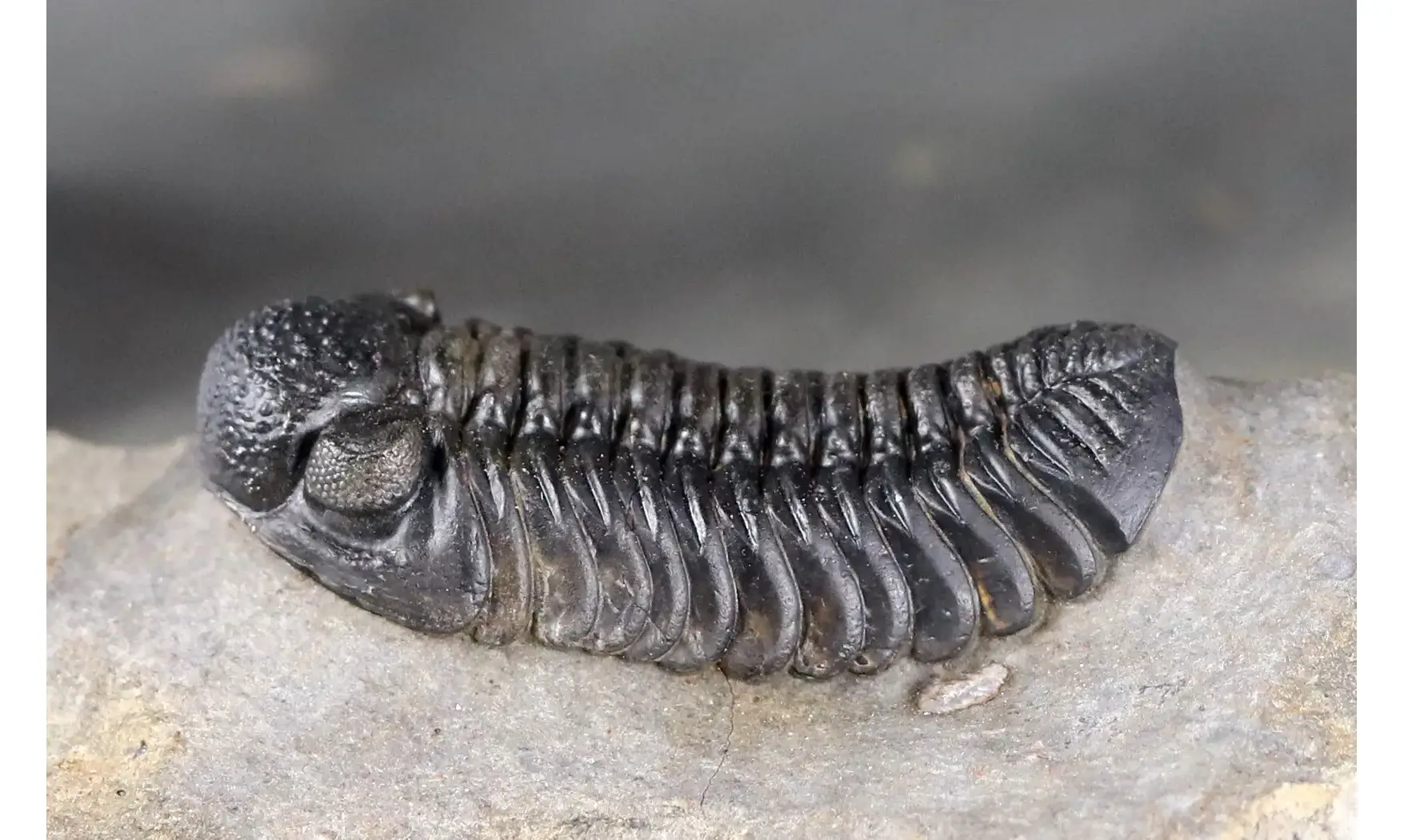Adrisiops weugi