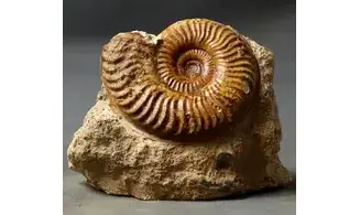 Podagrosites latescens