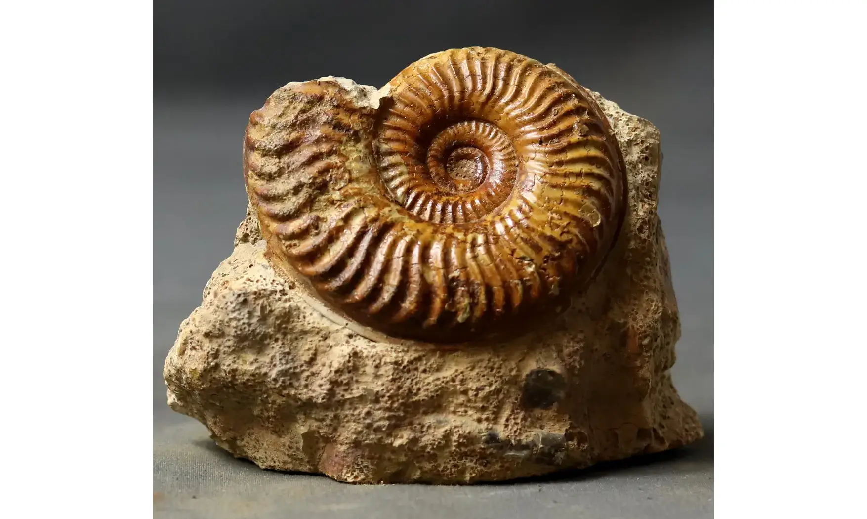 Podagrosites latescens