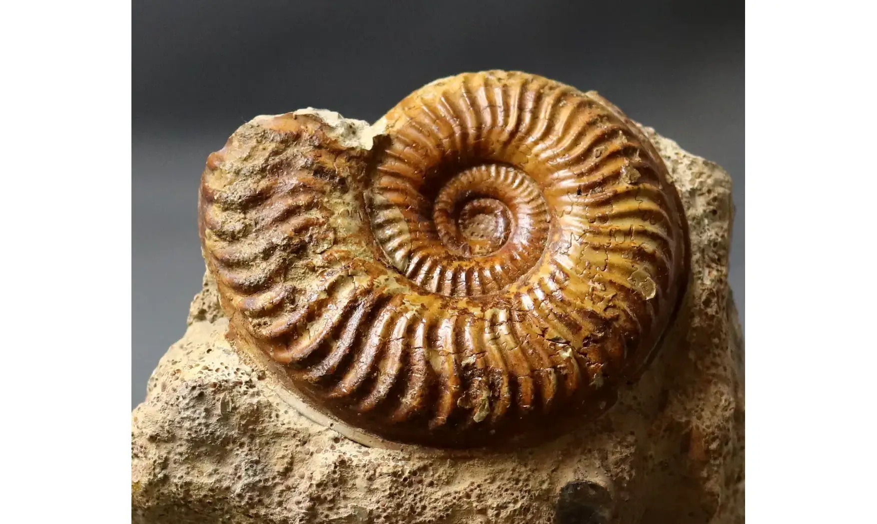 Podagrosites latescens