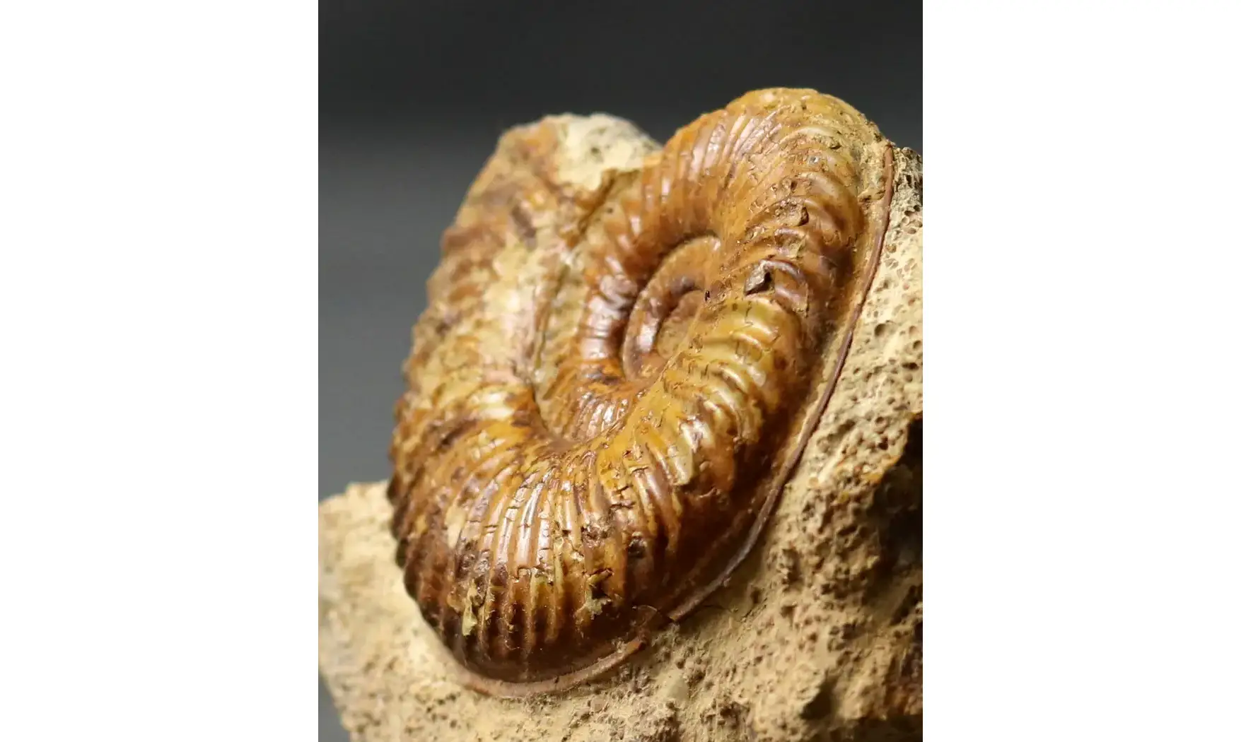 Podagrosites latescens