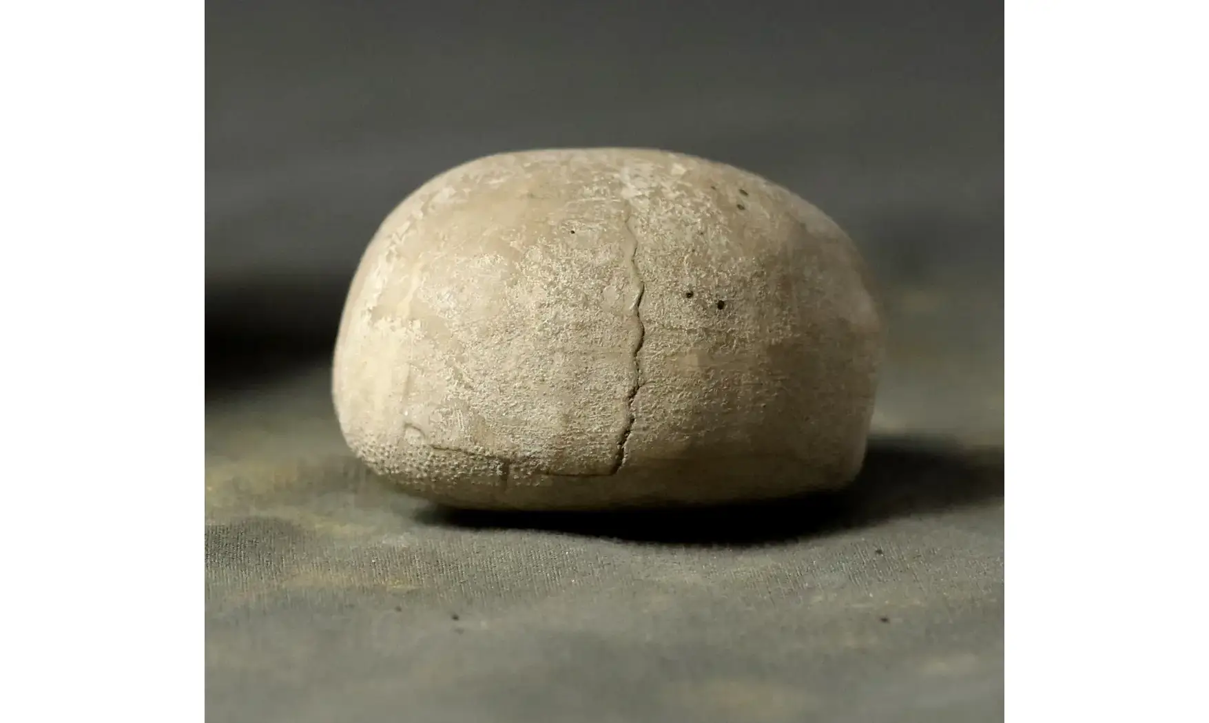 Holaster trecensis