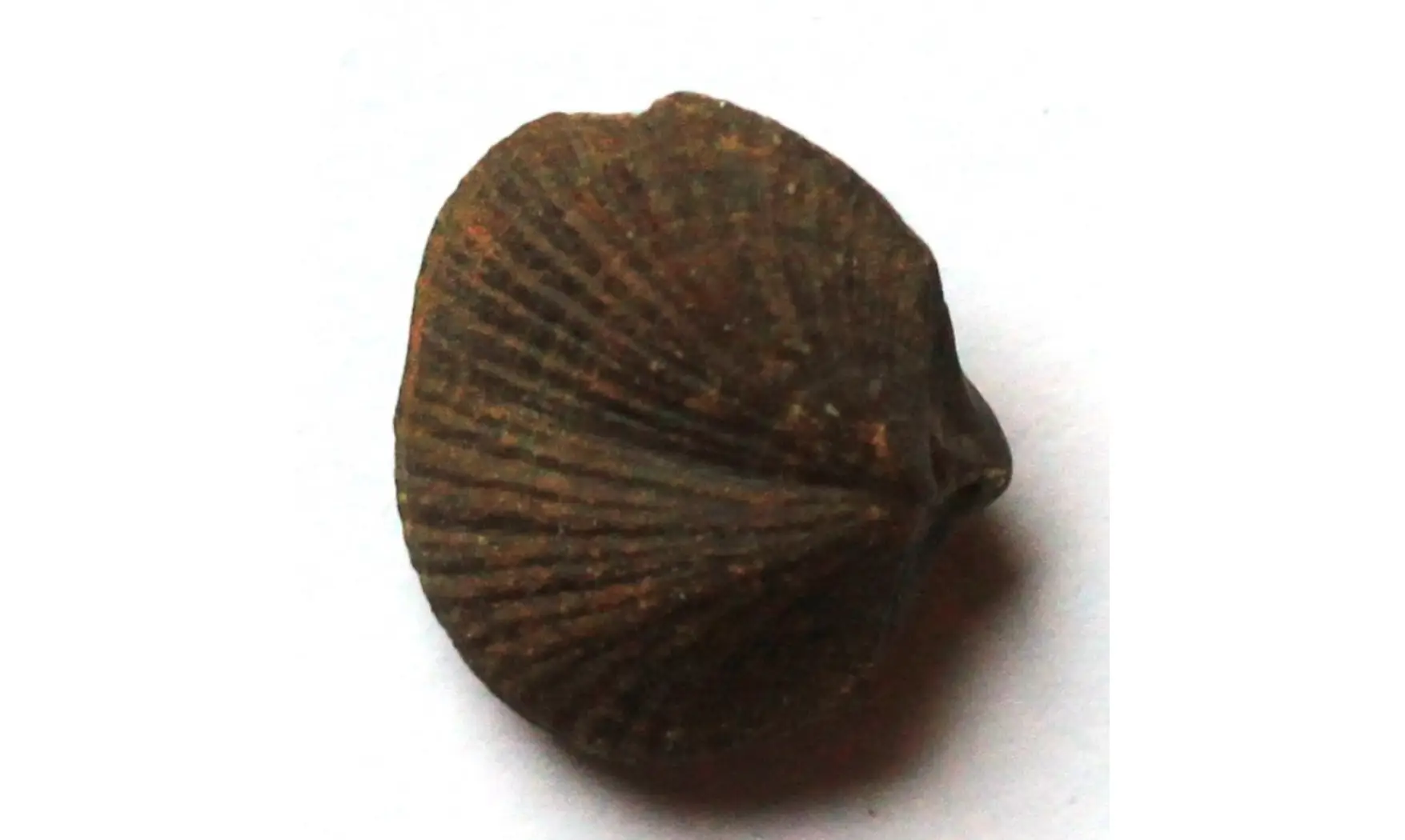 rare GRUENEWALDITA LATILINGUIS