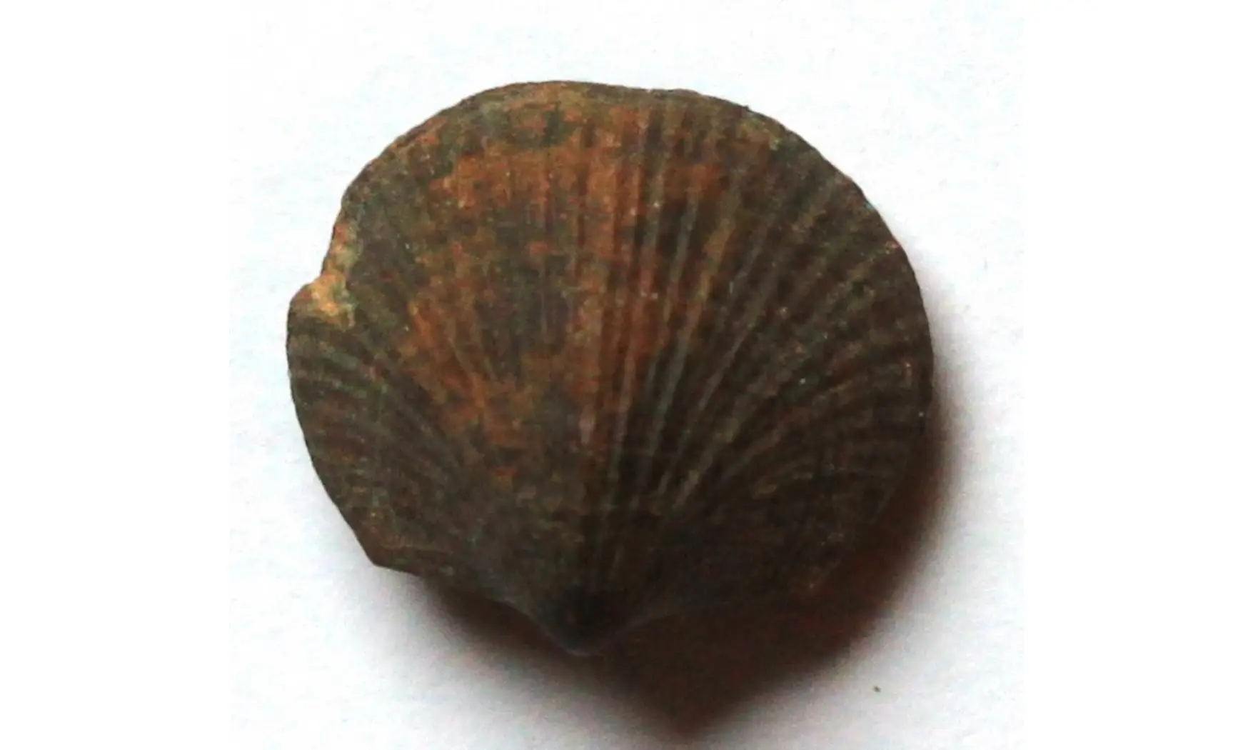 rare GRUENEWALDITA LATILINGUIS