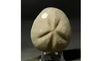 Pliotoxaster deloriolii