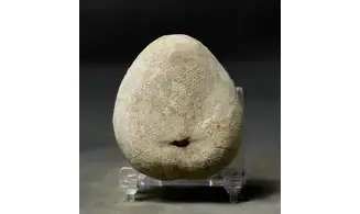 Pliotoxaster deloriolii