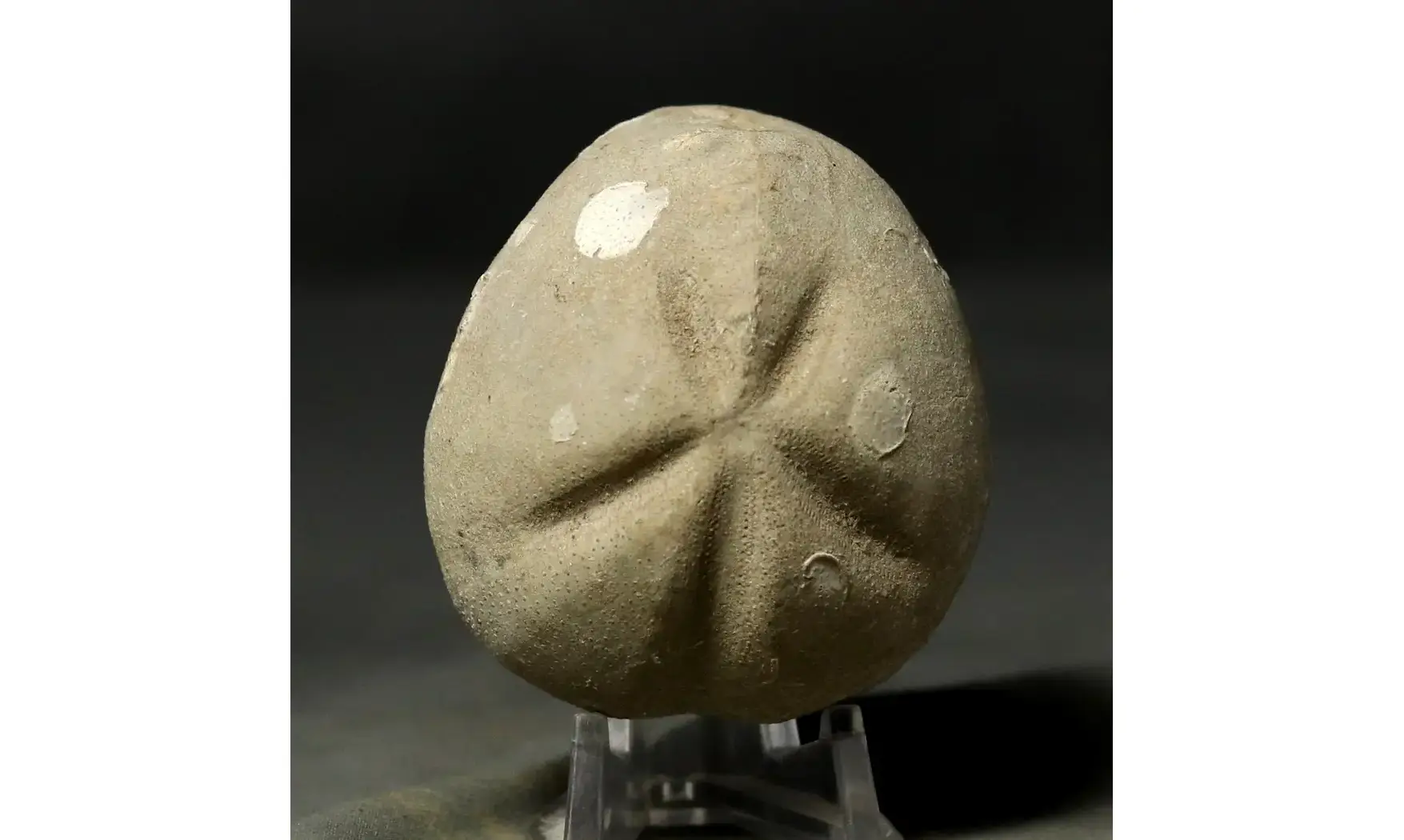 Pliotoxaster deloriolii