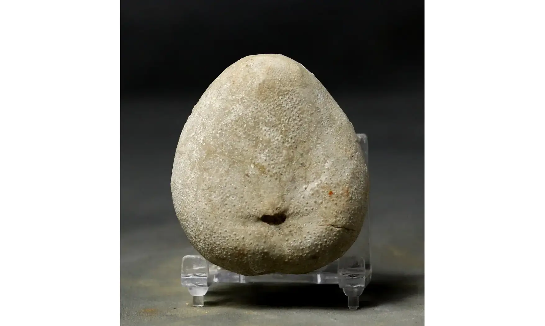 Pliotoxaster deloriolii