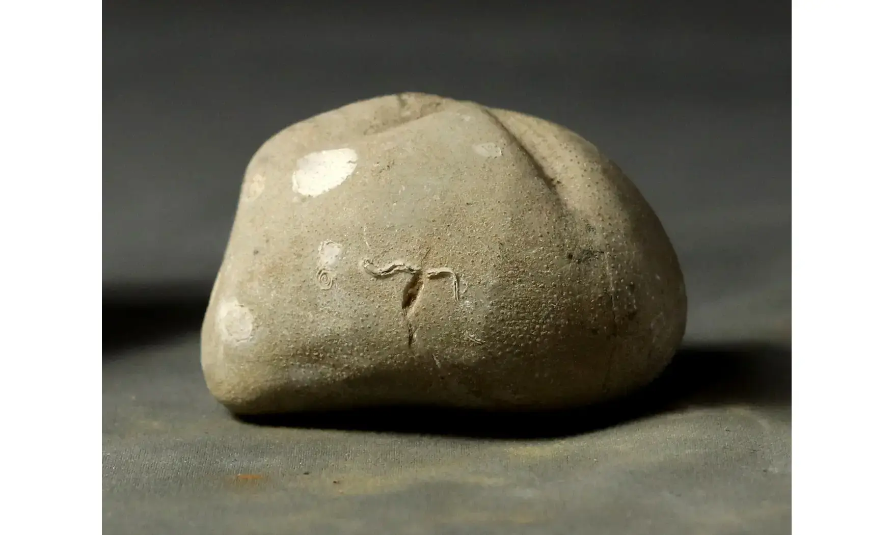 Pliotoxaster deloriolii